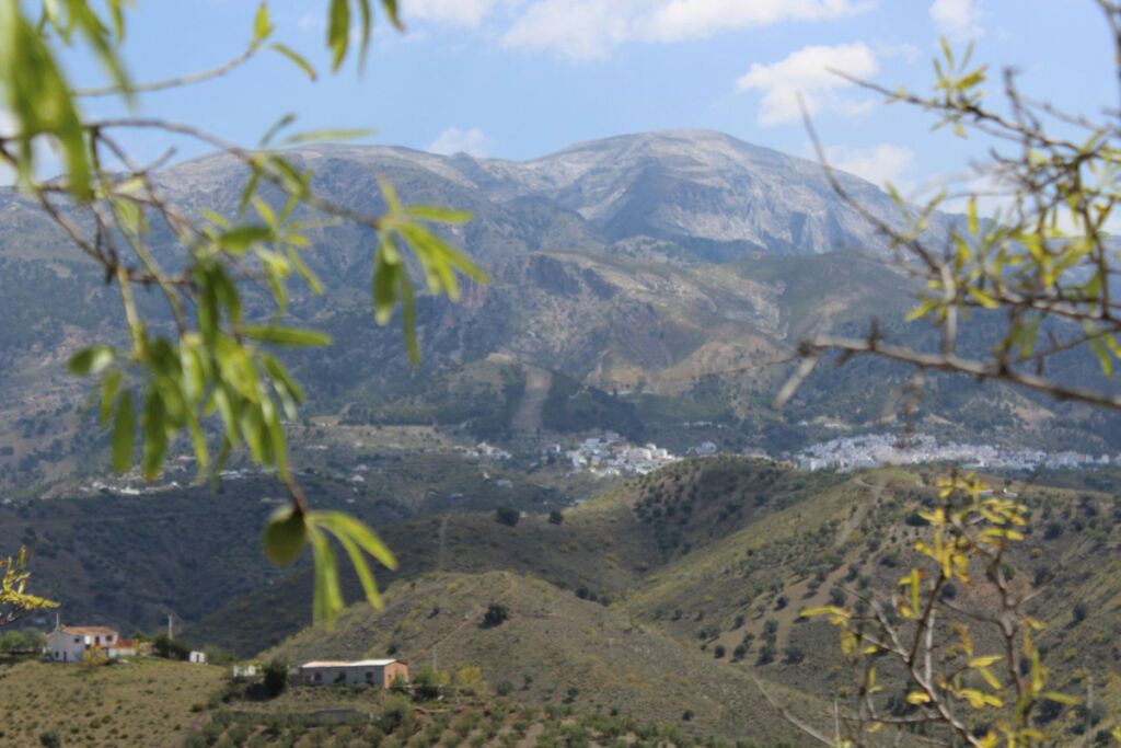 Finca - Cortijo Alcaucín Málaga - imagen 8