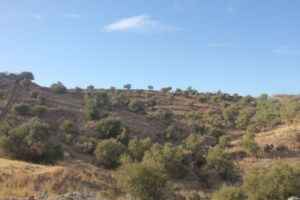 Land Coín Málaga - imagen 10