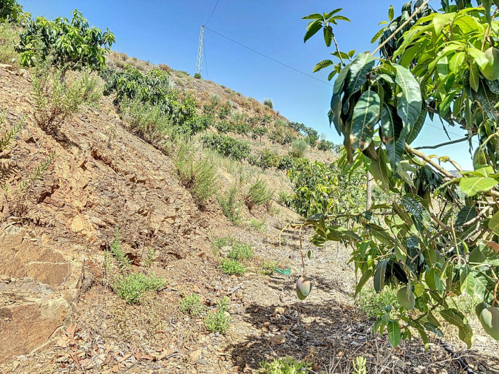 Land Cajiz Málaga - imagen 12