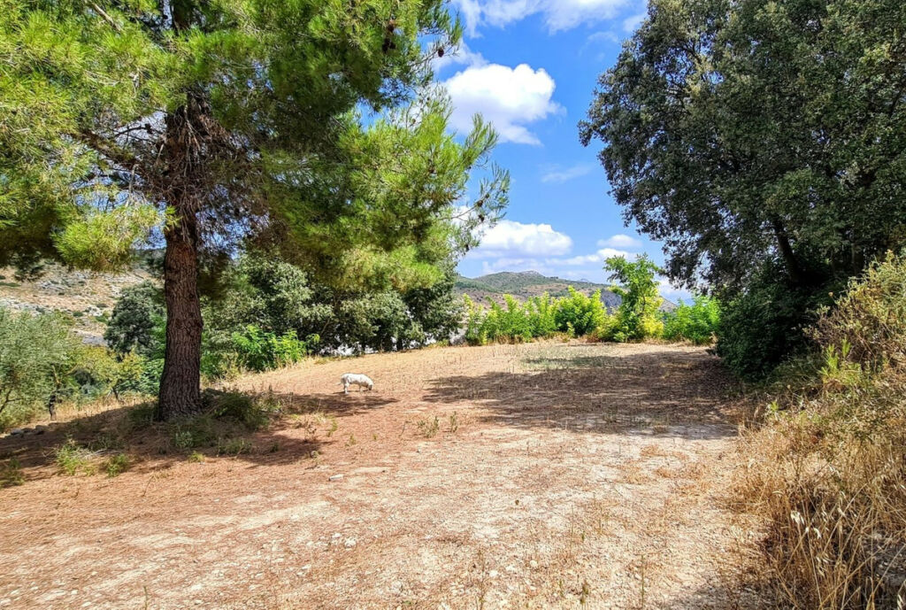 Finca - Cortijo Muro de Alcoy Alicante - imagen 23