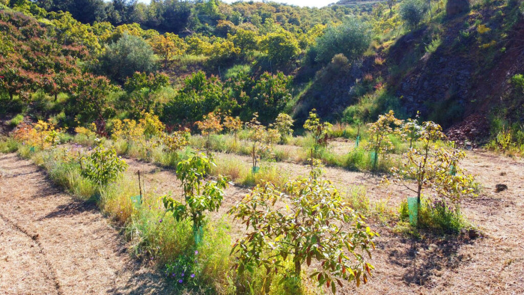 Finca - Cortijo Algarrobo Málaga - imagen 23
