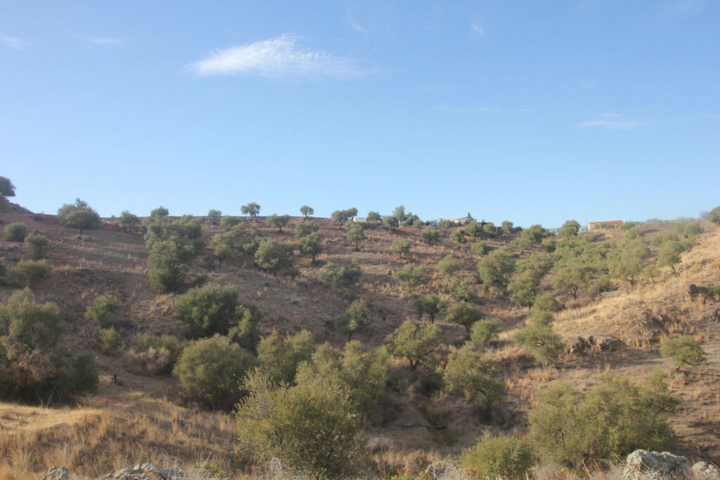 Land Coín Málaga - imagen 5