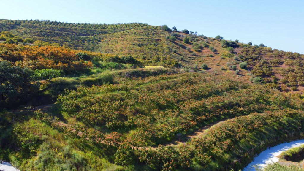 Finca - Cortijo Algarrobo Málaga - imagen 5