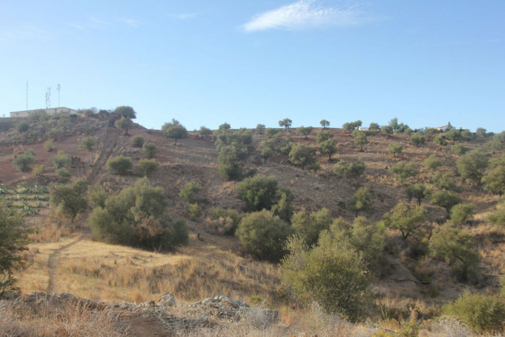 Land Coín Málaga - imagen 6