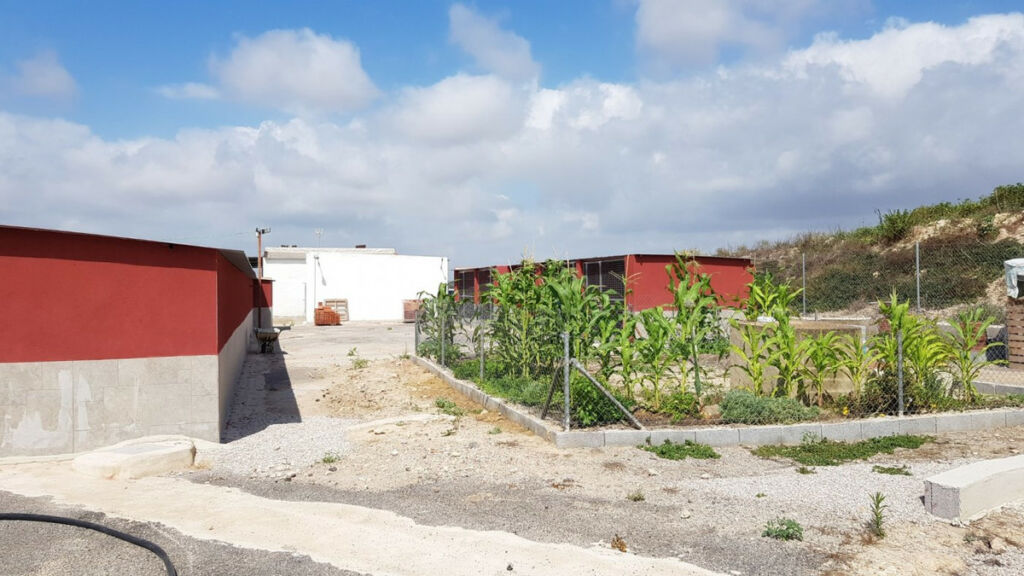 Finca - Cortijo Los Montesinos Alicante - zdjęcie 17