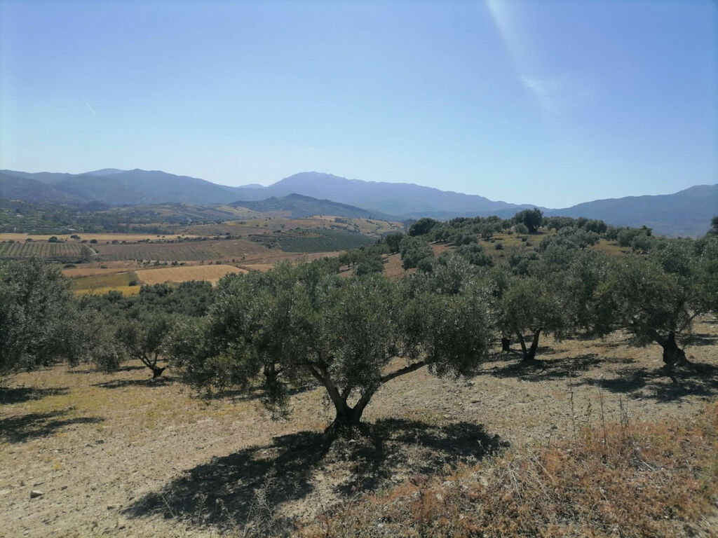 Land Coín Málaga - imagen 3
