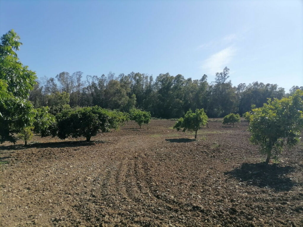 Land Coín Málaga - imagen 45