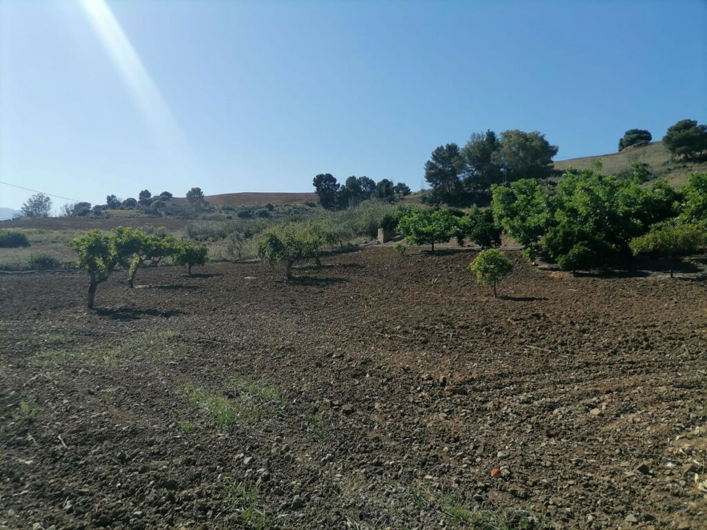 Land Coín Málaga - imagen 46