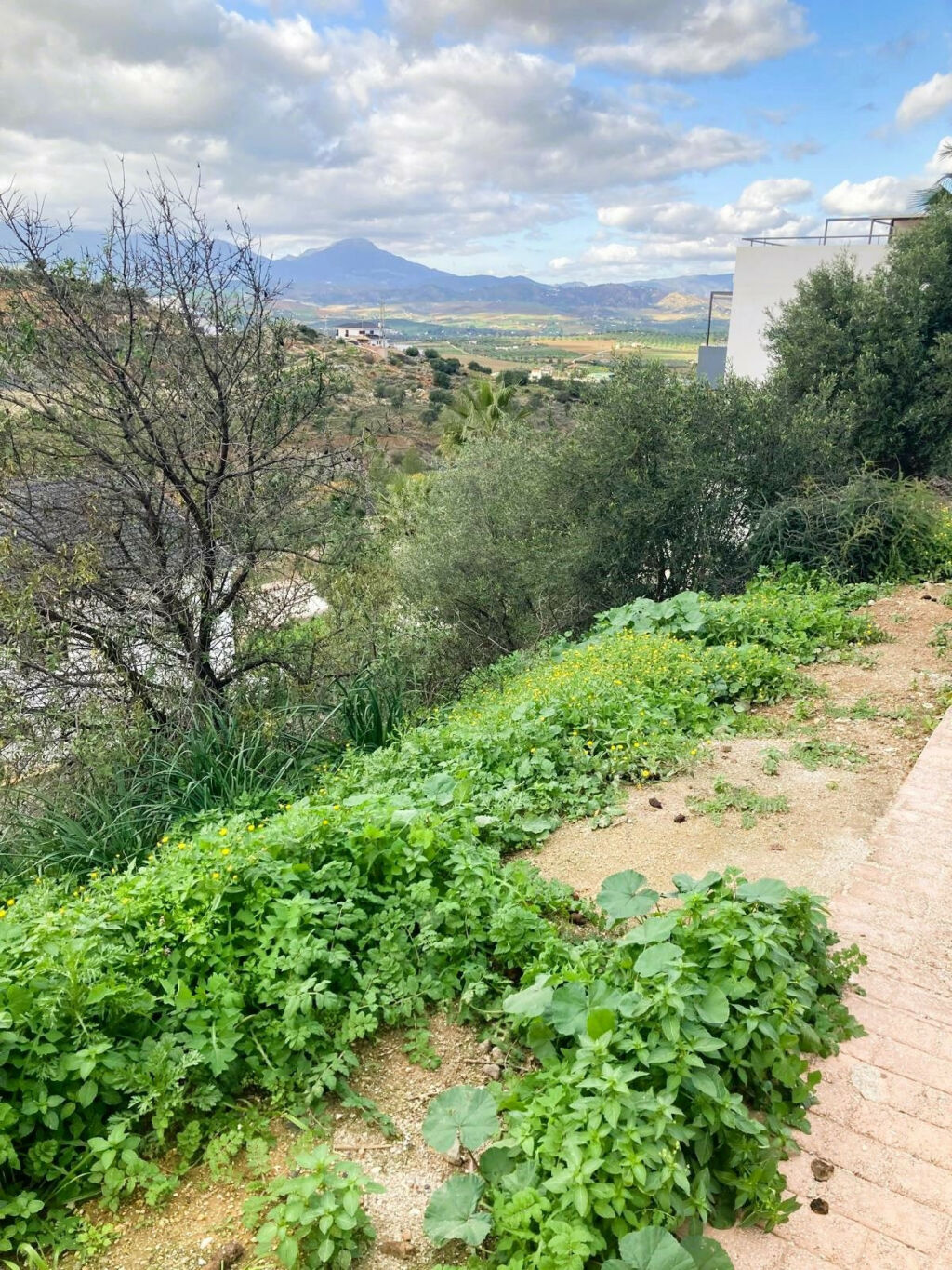 Residential Plot Coín Málaga - zdjęcie 6