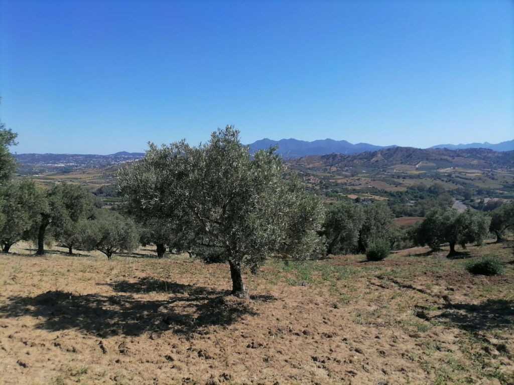 Land Coín Málaga - imagen 6