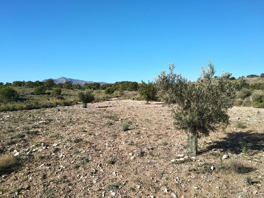Land Relleu Alicante - image 10