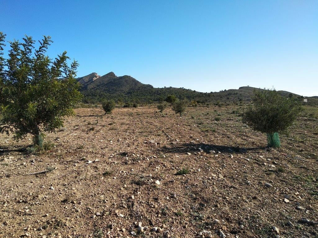 Land Relleu Alicante - image 6