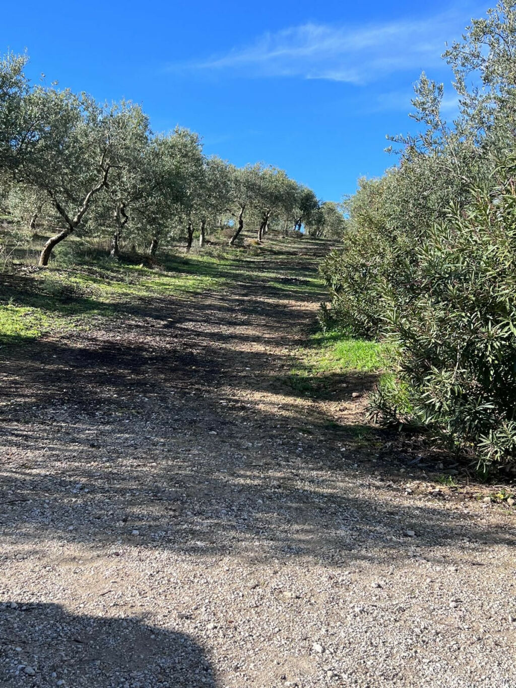 Finca - Cortijo Ronda Málaga - imagen 38