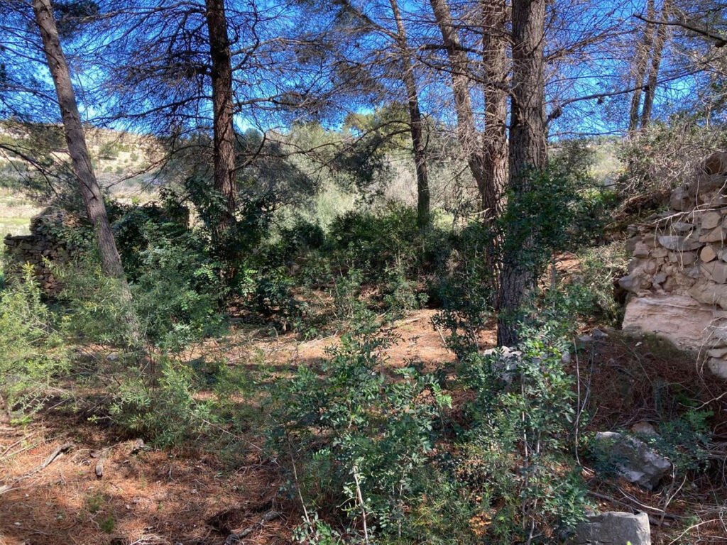 Land Pedramala Alicante - imagen 5