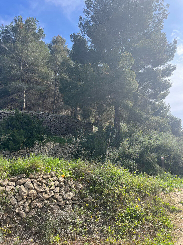 Land Pedramala Alicante - imagen 9