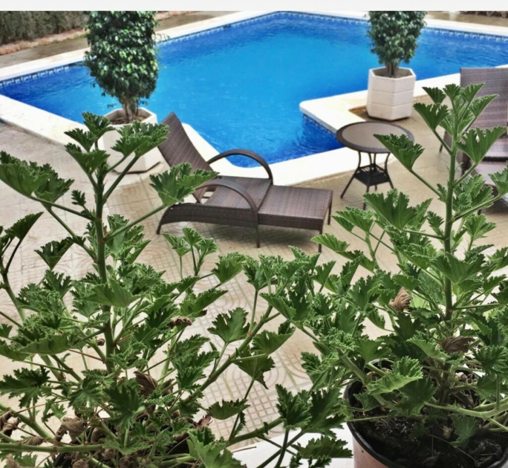 Detached Villa Ciudad Quesada Alicante - zdjęcie 24