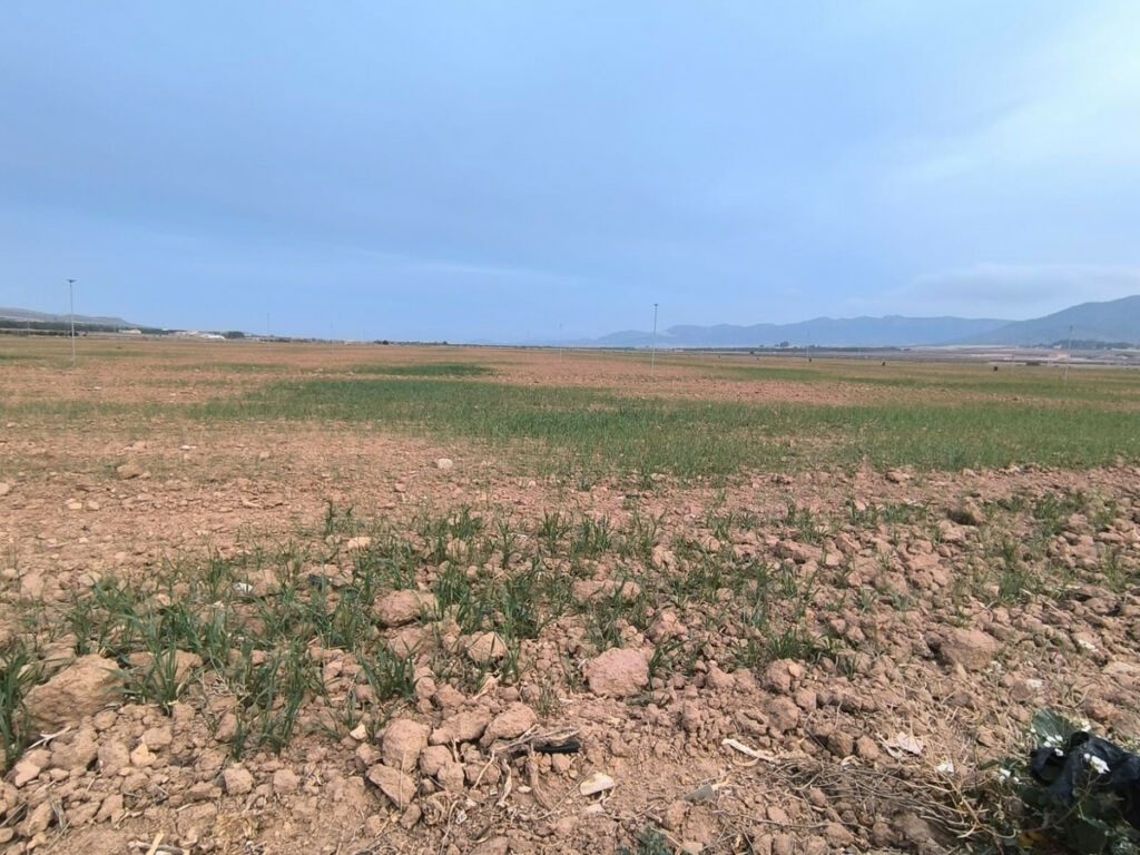 Land Yecla Murcia - imagen 5
