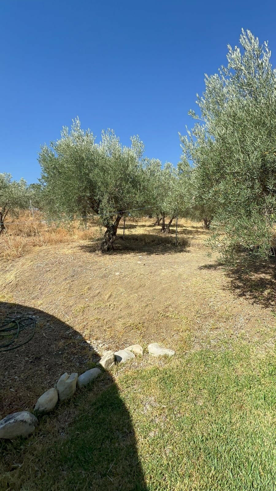 Finca - Cortijo Monda Málaga - imagen 10