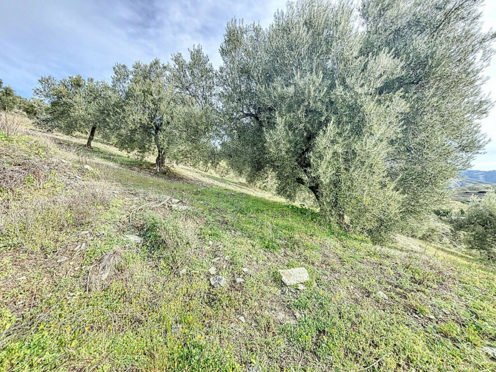 Land Sedella Málaga - Bild 16