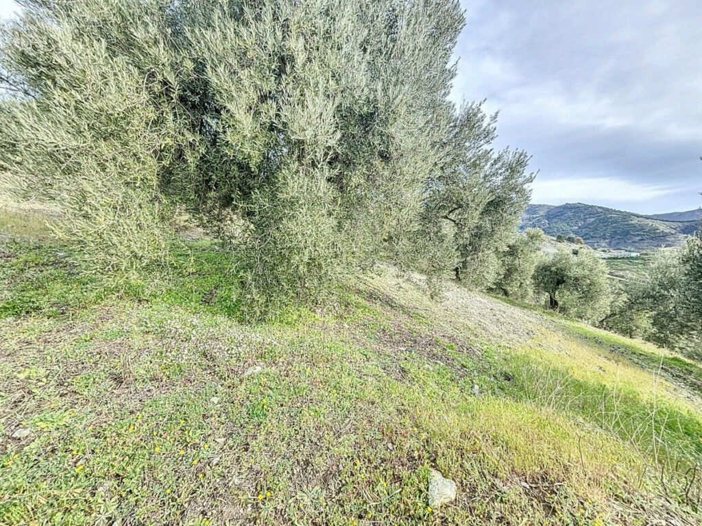 Land Sedella Málaga - Bild 17