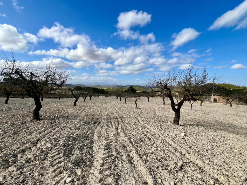 Land Bullas Murcia - imagen 18