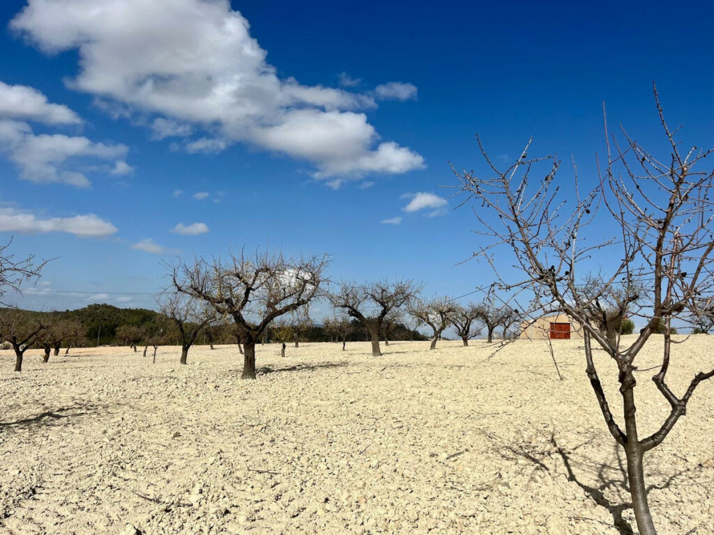 Land Bullas Murcia - imagen 2