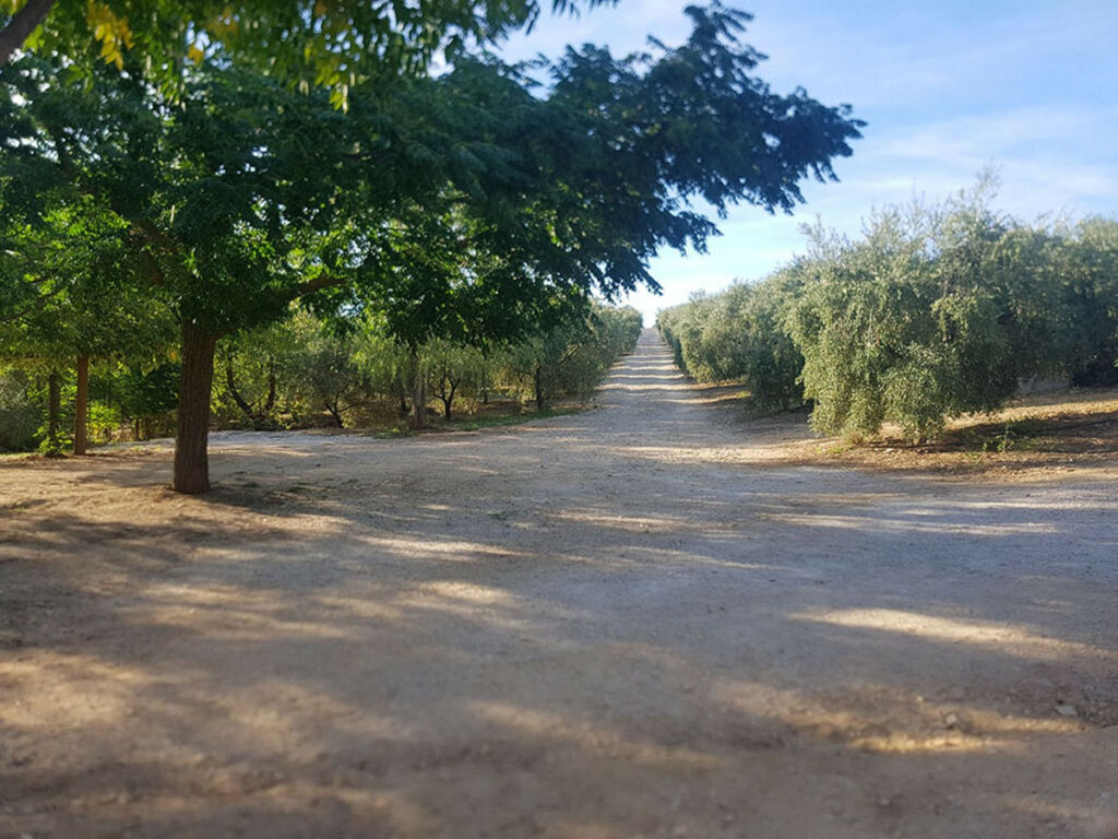Finca - Cortijo Ronda Málaga - imagen 28