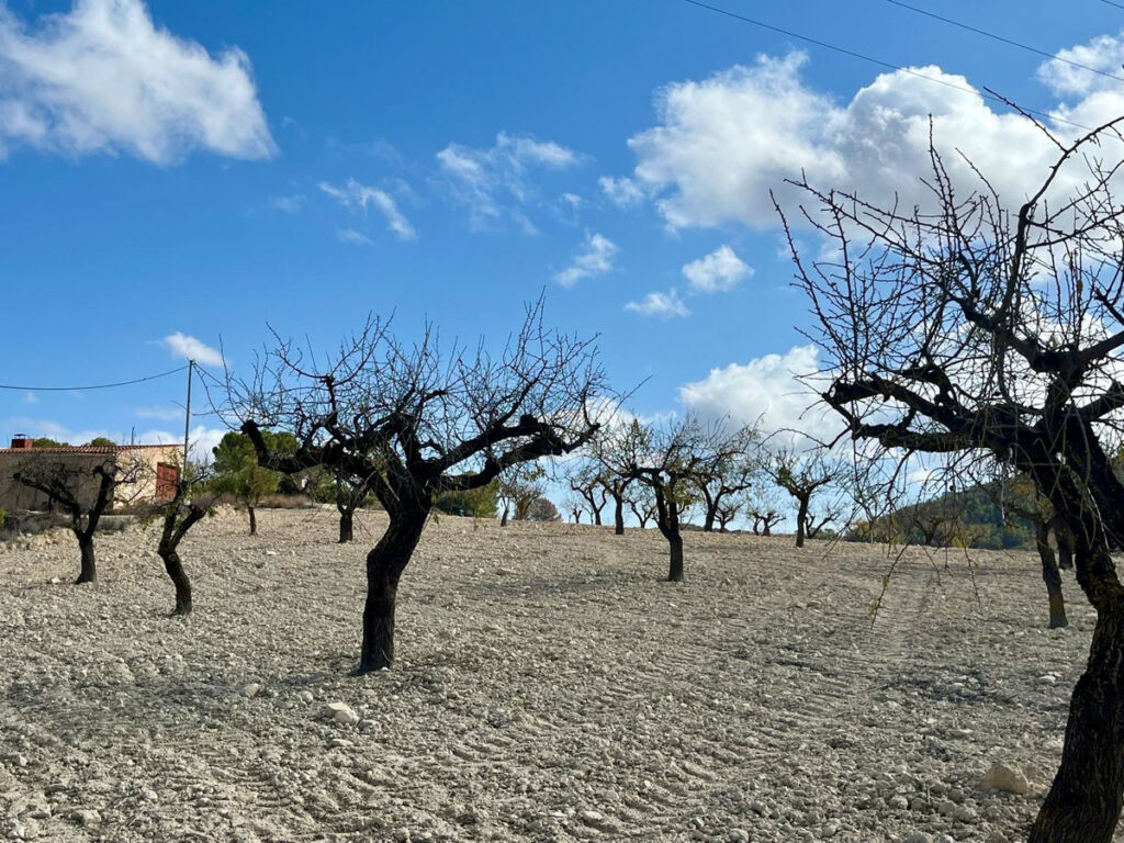 Land Bullas Murcia - imagen 20