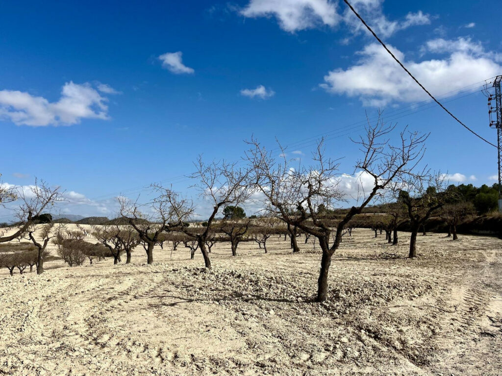 Land Bullas Murcia - imagen 22