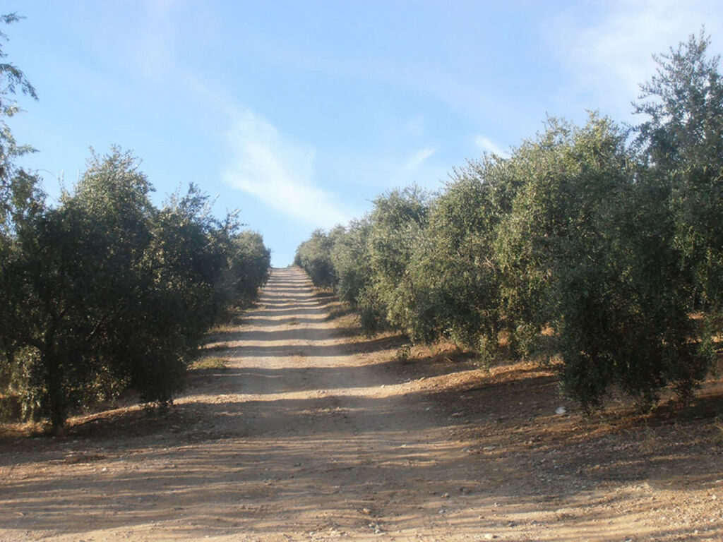 Finca - Cortijo Ronda Málaga - imagen 38