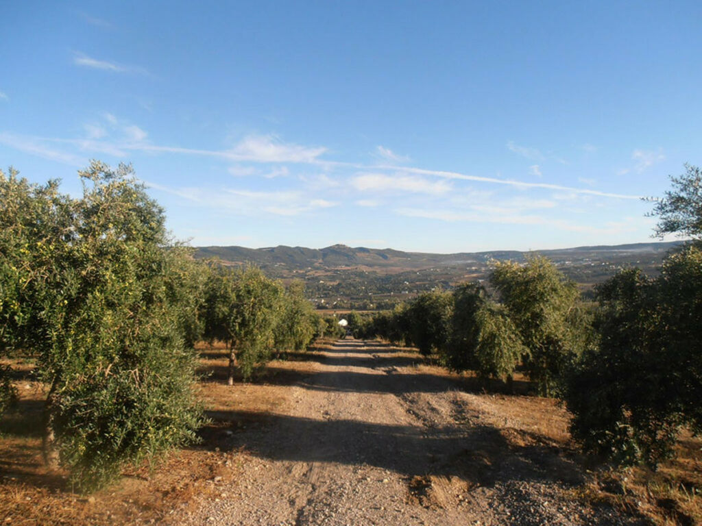 Finca - Cortijo Ronda Málaga - imagen 39