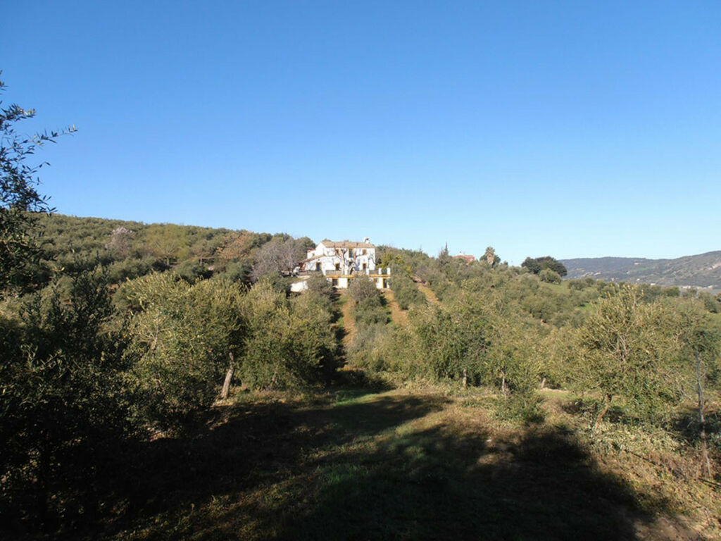 Finca - Cortijo Ronda Málaga - imagen 40