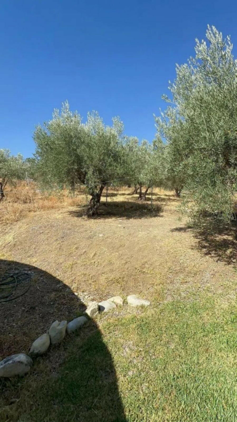 Finca - Cortijo Monda Málaga - imagen 6