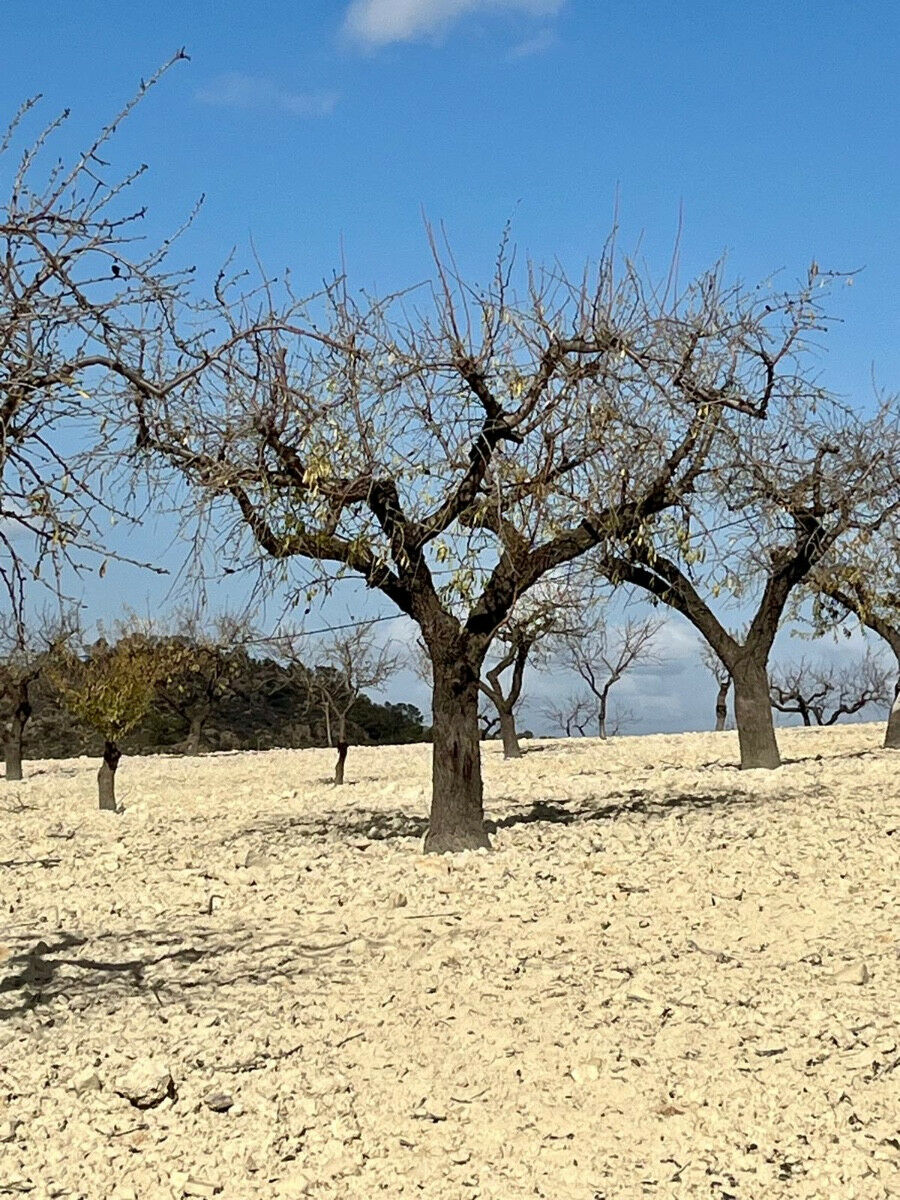 Land Bullas Murcia - imagen 5