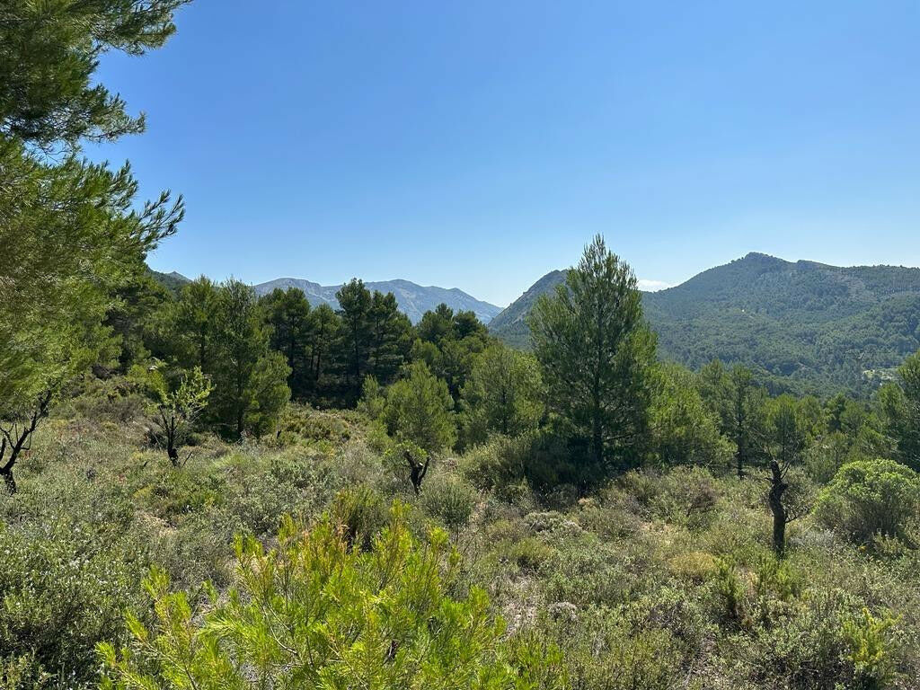 Finca - Cortijo Confrides Alicante - Bild 2