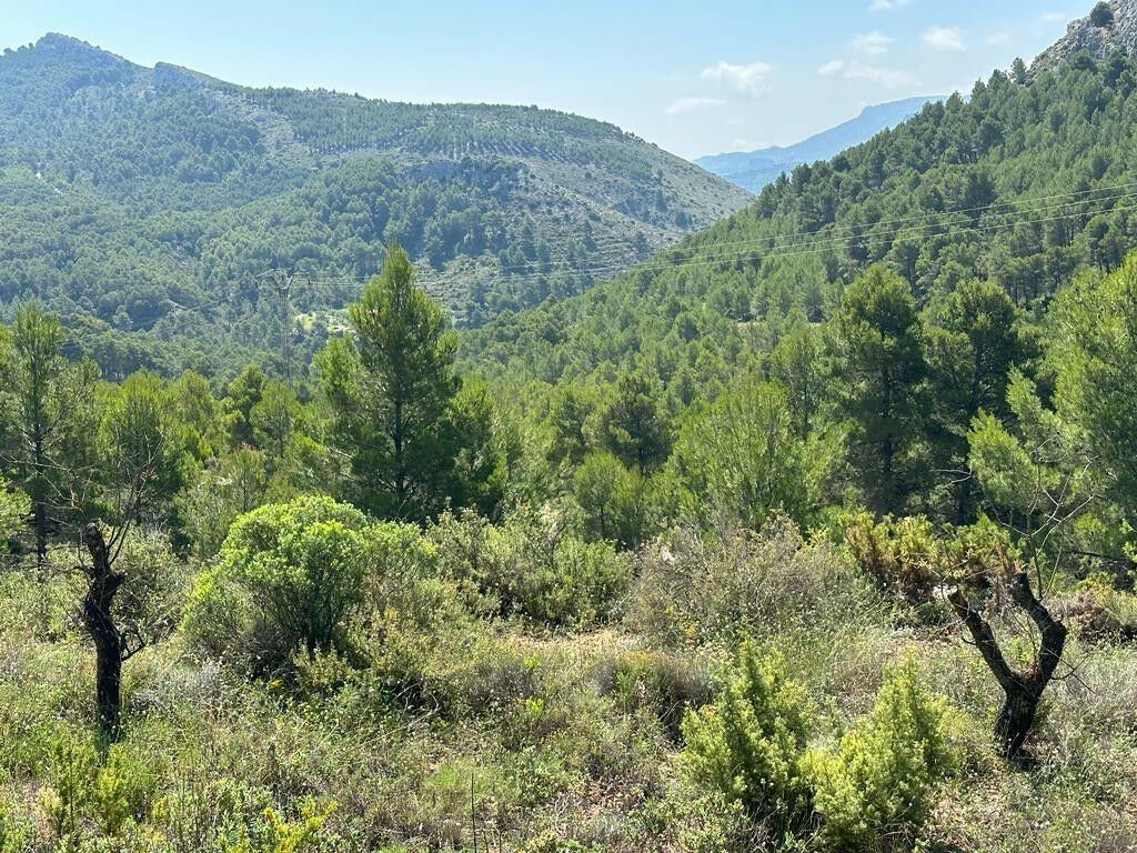 Finca - Cortijo Confrides Alicante - Bild 23