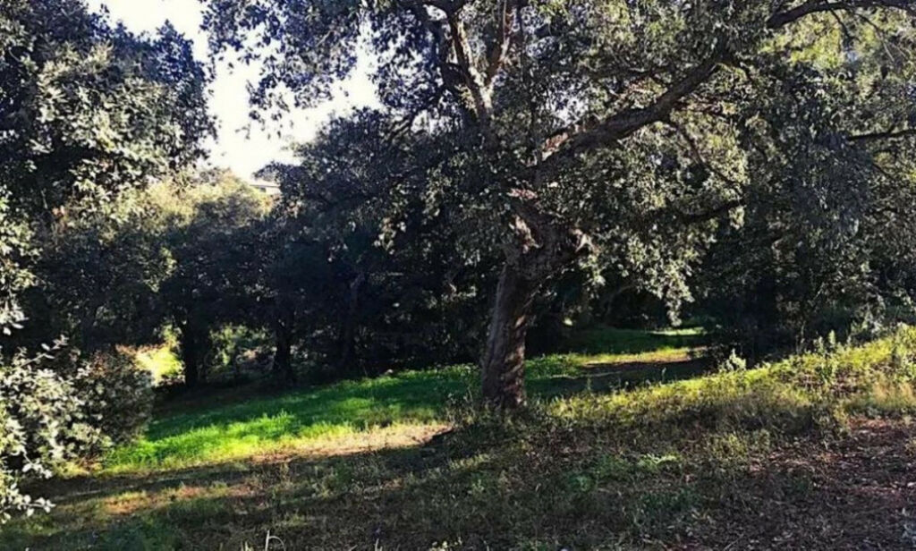 Residential Plot Sotogrande Alto Cádiz - zdjęcie 5