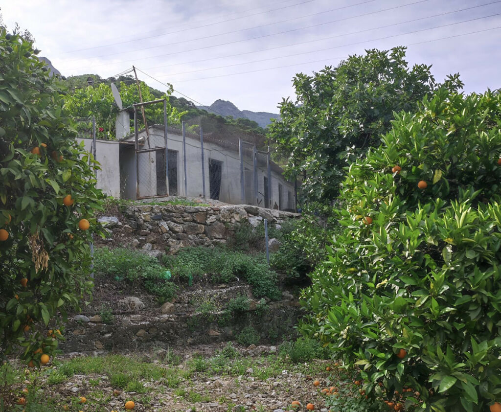 Finca - Cortijo Istán Málaga - imagen 13