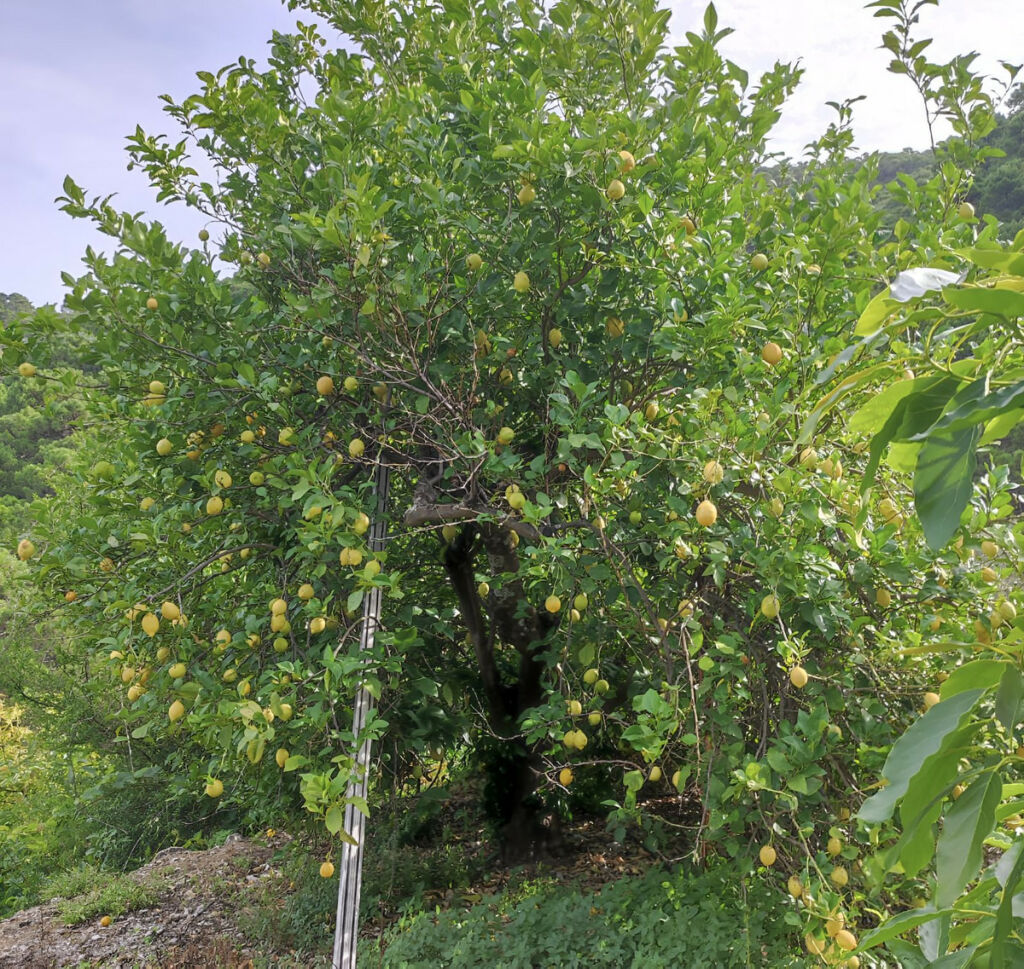 Finca - Cortijo Istán Málaga - imagen 14