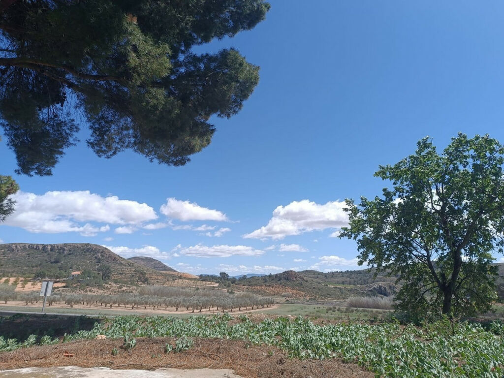 Finca - Cortijo Yecla Murcia - image 5