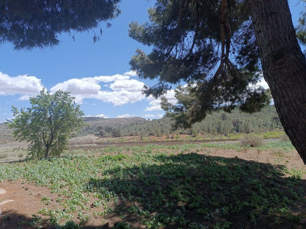 Finca - Cortijo Yecla Murcia - image 6