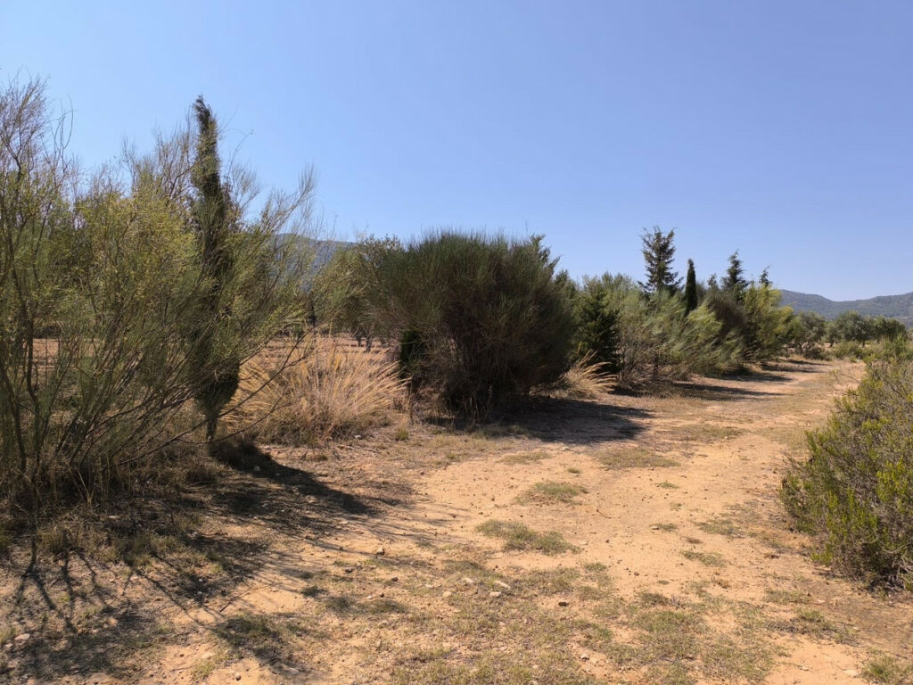 Finca - Cortijo Villena Alicante - imagen 14