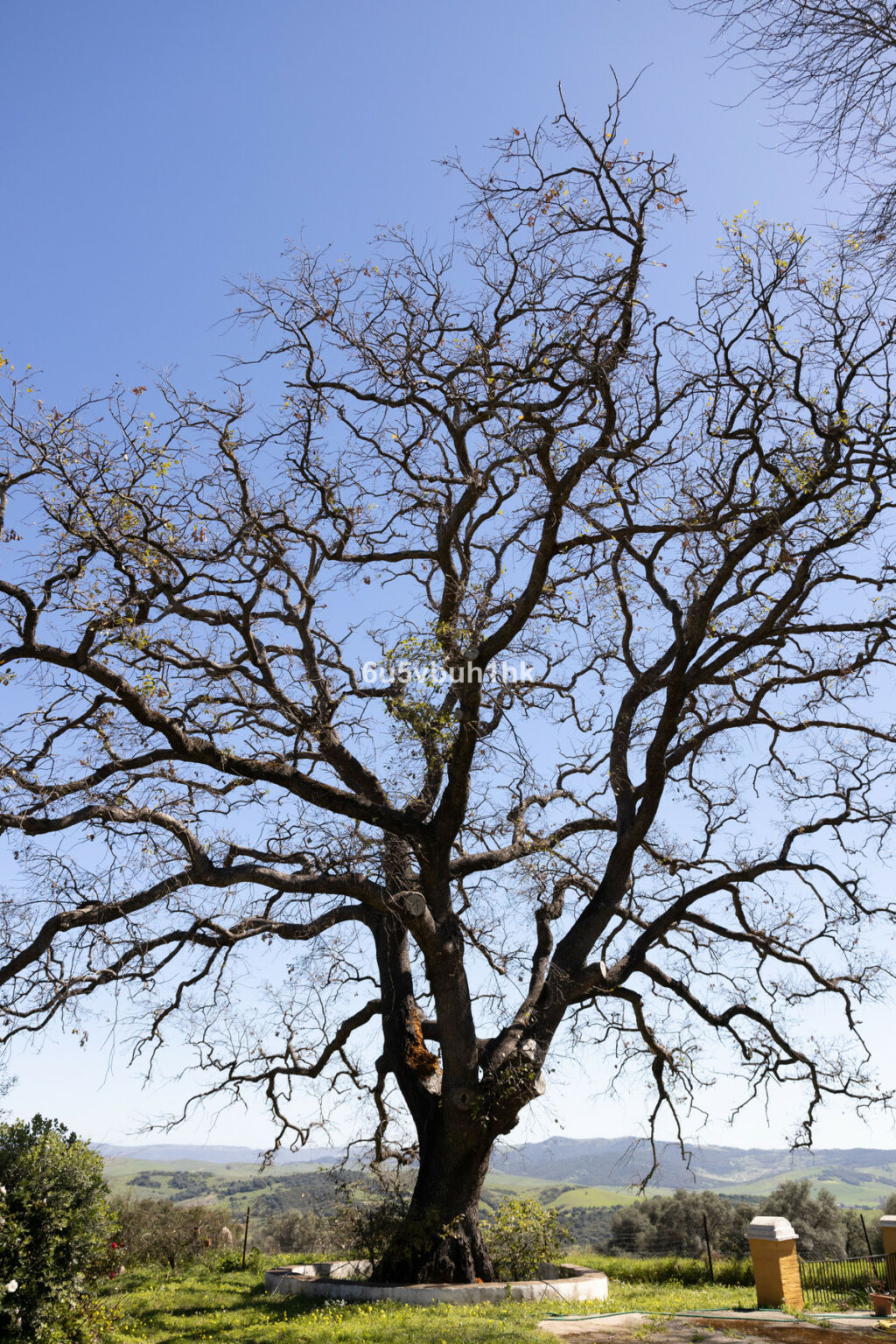Finca - Cortijo Jimena de la Frontera Cádiz - zdjęcie 17