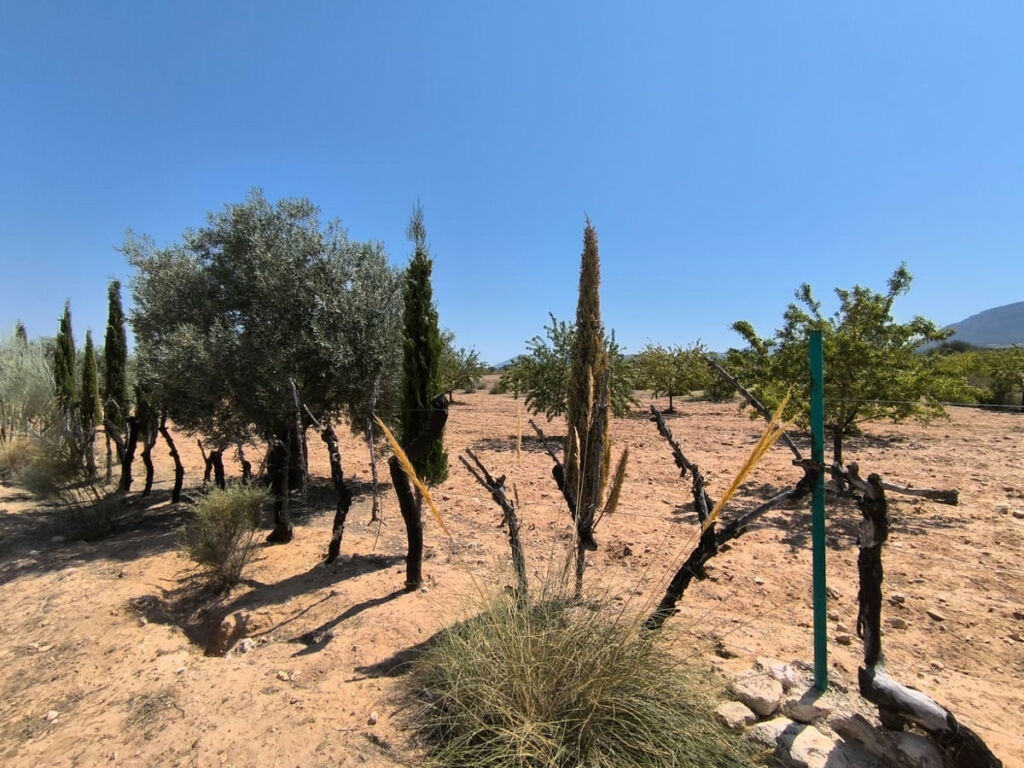 Finca - Cortijo Villena Alicante - imagen 17