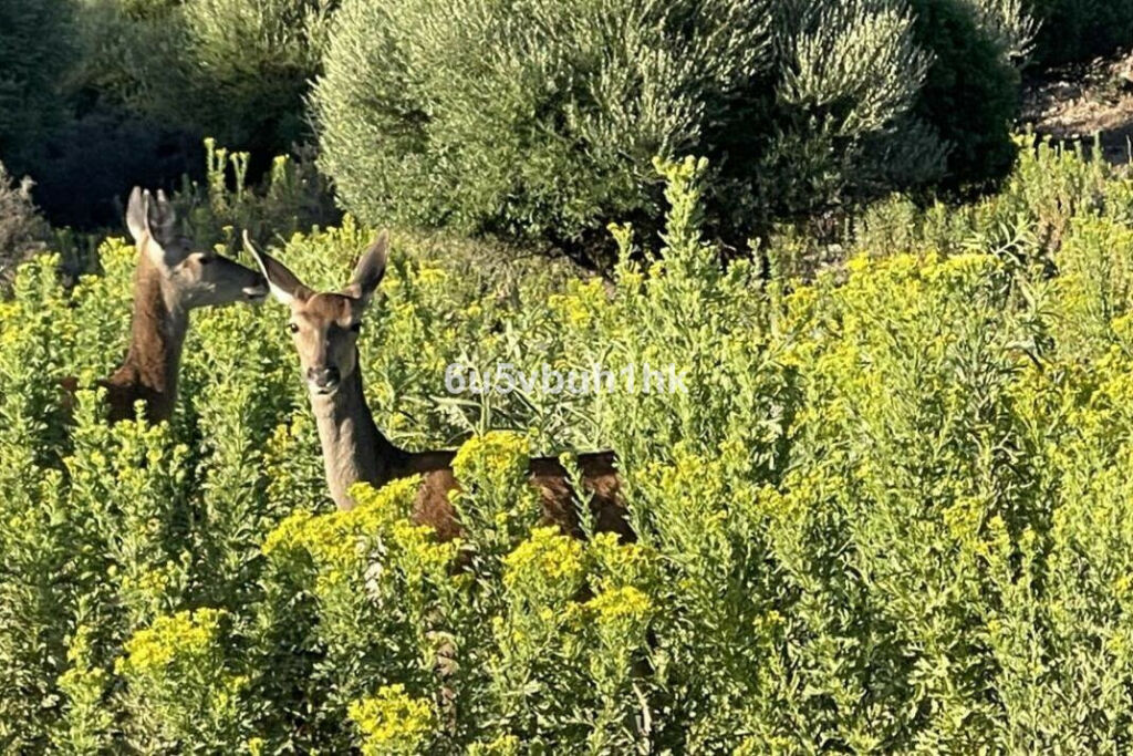 Finca - Cortijo Castellar de la Frontera Cádiz - imagen 21