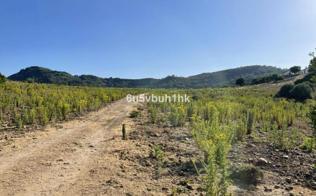 Finca - Cortijo Castellar de la Frontera Cádiz - imagen 3