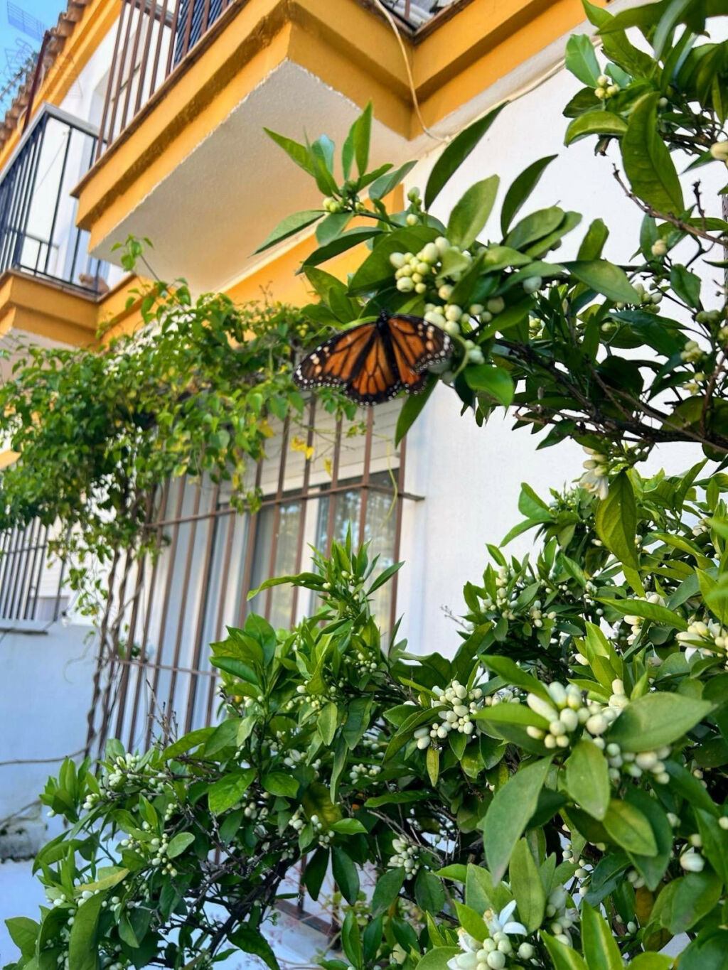 Townhouse Castellar de la Frontera Cádiz - imagen 4