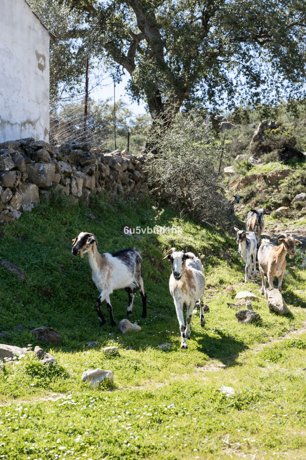 Finca - Cortijo Jimena de la Frontera Cádiz - zdjęcie 44