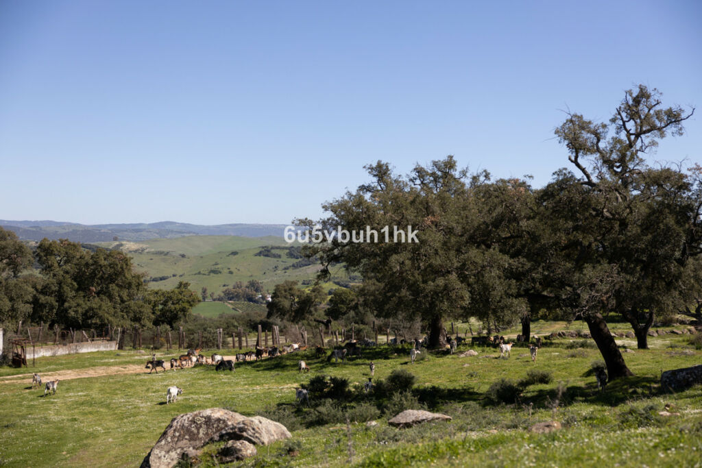 Finca - Cortijo Jimena de la Frontera Cádiz - zdjęcie 45