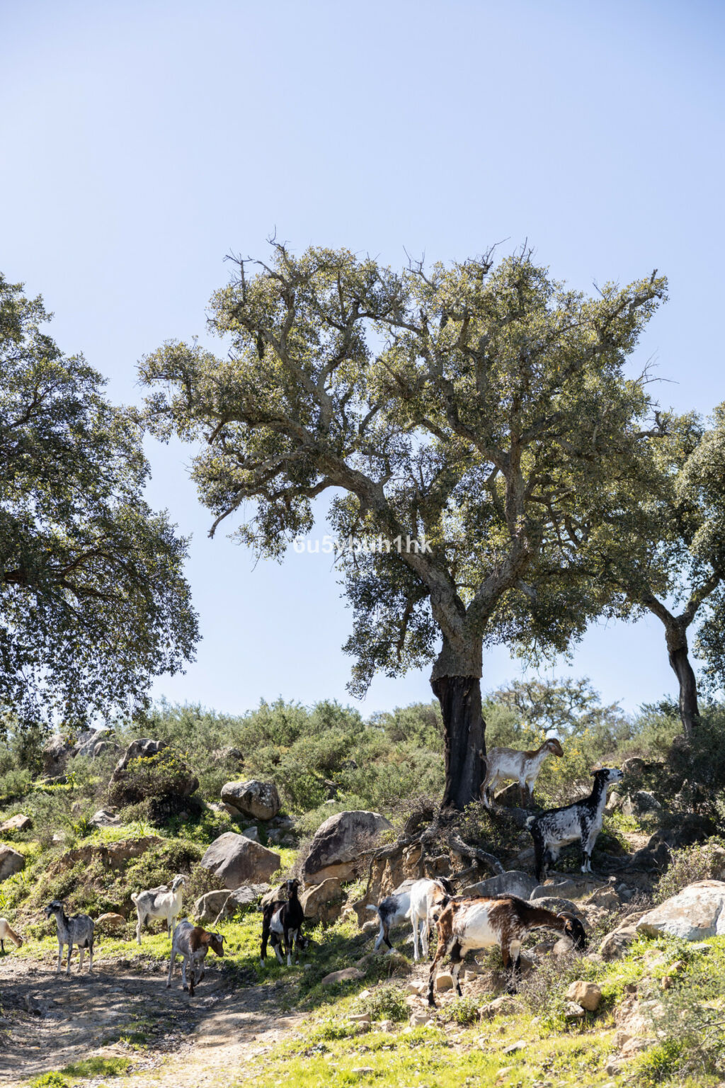 Finca - Cortijo Jimena de la Frontera Cádiz - zdjęcie 46